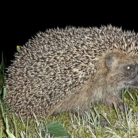 Hubertówka Domek letniskowy