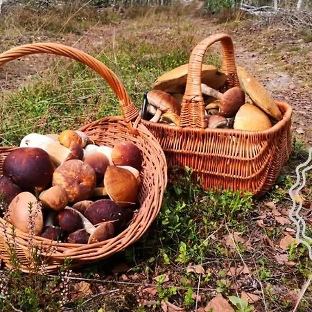 Hubertówka *