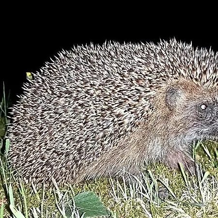 Hubertówka Czapiewice