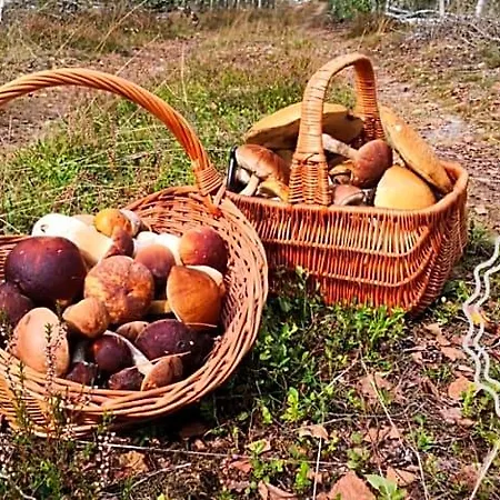 Hubertówka * Czapiewice