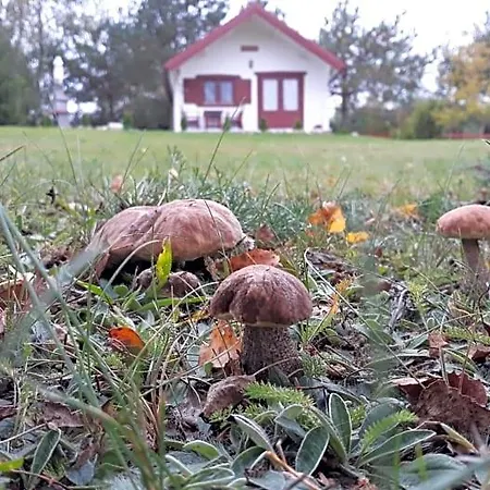 Domek letniskowy Hubertówka Czapiewice