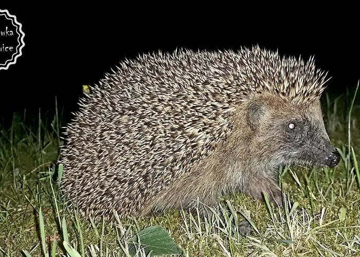 Hubertowka Orman Evi