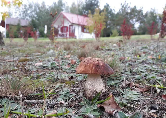 Hubertowka Orman Evi