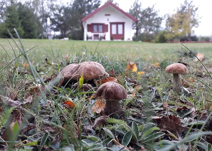 Hubertowka Orman Evi